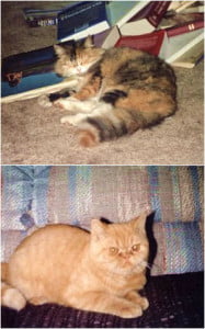 My Cats - Fresca and Punkin