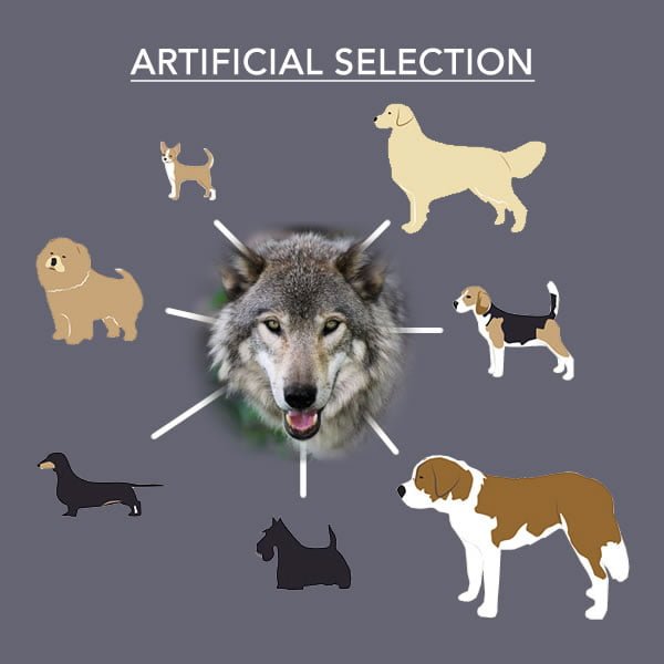 Artificial Selection - Dogs