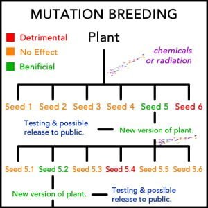 Mutation Breeding Diagram