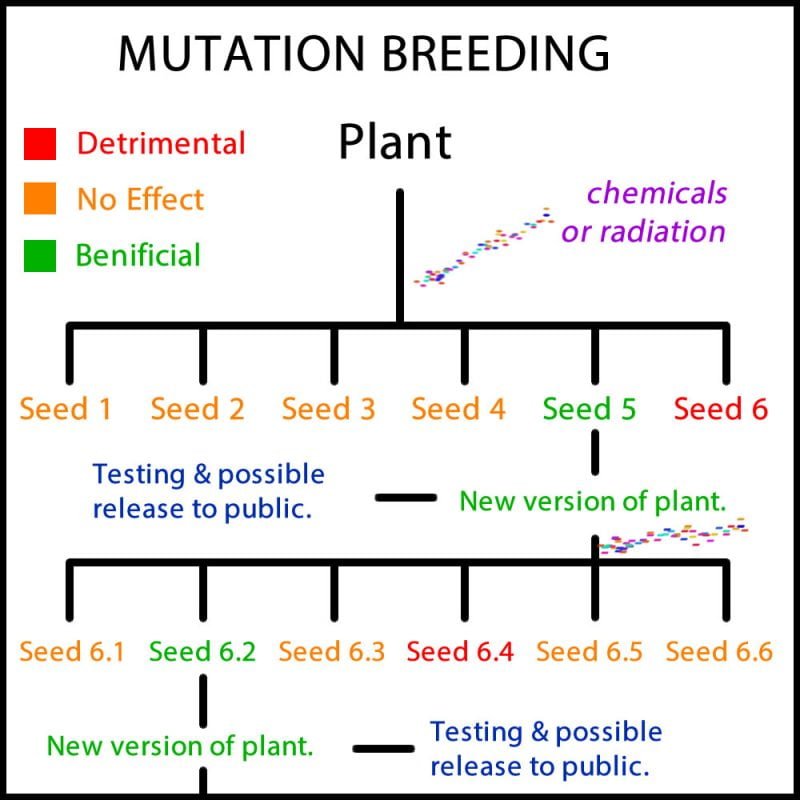 mutation-breeding-diagram-large – Evan Davis